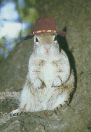 Canyonmurmel