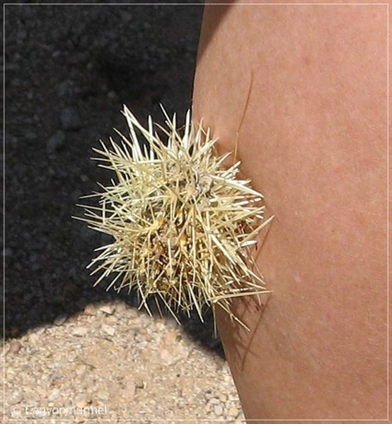 comp-Cholla