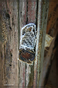 comp-DSC_6909.1 (36)