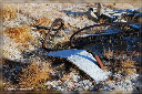comp-DSC_0107